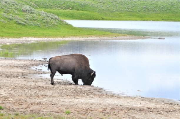 istock American Bison at Indian Pond 1418027400
