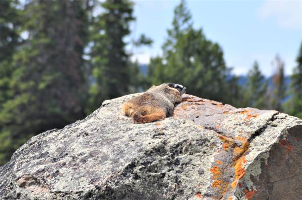 istock Yellow-bellied Marmot 1418027403