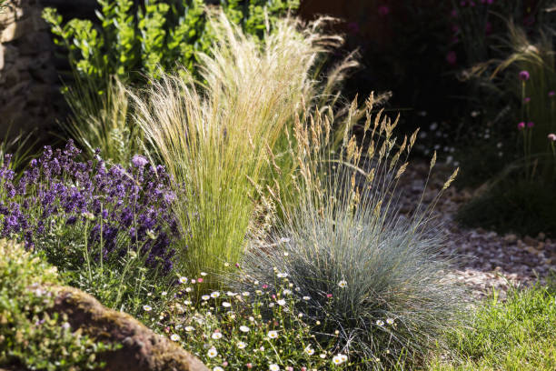 Garden bed with different types of grass picture of a garden bed with different types of grass festuca glauca stock pictures, royalty-free photos & images