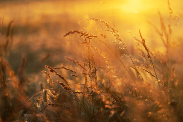 istock grass in a field at sunset 1418027470