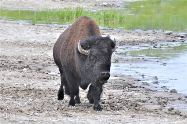 istock American Bison at Indian Pond 1418027541