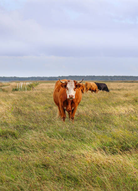 Cute, brown and hairy Highland Scottish cattle cow with white face standing on the meadow on a cloudy day and having two other cows on the background grazing. stock photo