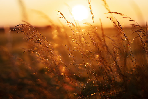 closeup picture of grass in a field at sunset