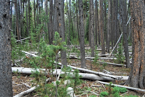 Silvery, downed lodgepole pine trunks litter the floor of a forest in Yellowstone National Park.