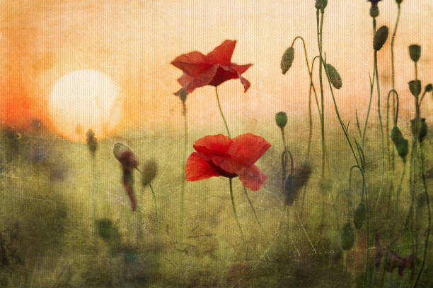 istock meadow with poppies and cornflowers 1418027818