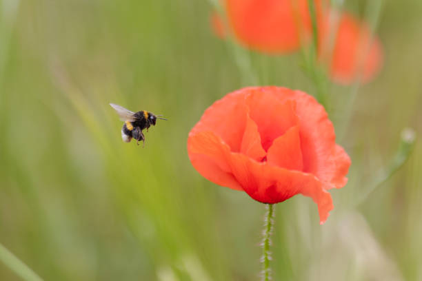 bumblebee flies to a poppy flower