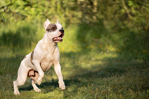American Staffordshire Terrier with open mouth standing on hind legs on grass
