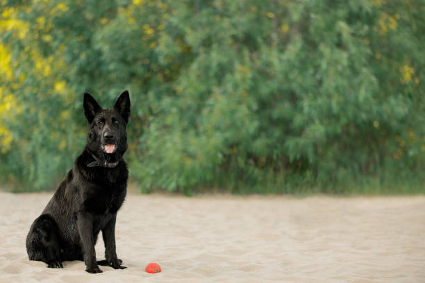 German Shepherd with toy sitting on sand and looking at camera