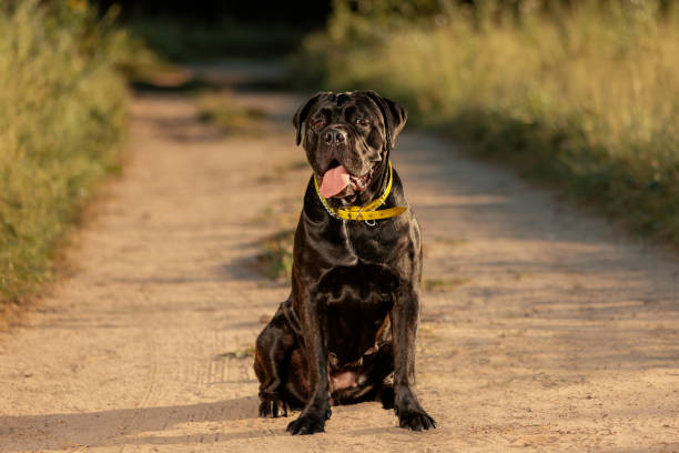 istock Cane Corso sitting on country road and looking at camera 1418028732