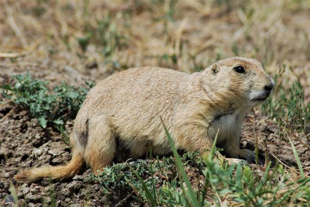 istock Prairie Dog Close-up 1418028738