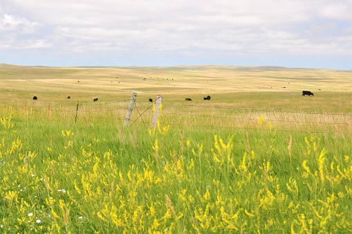Cattle graze just outside the boundary fence marking the border of Badlands National Park, South Dakota.