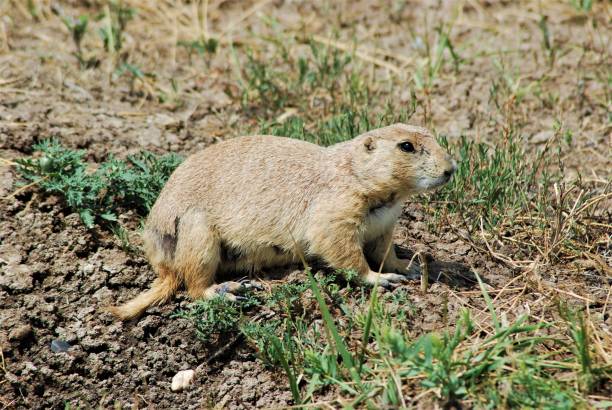 Prairie Dog Close-up