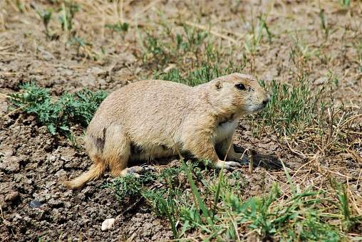 Medium size rodent that lives in underground colonies