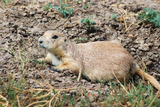 istock Prairie Dog Close-up 1418028761