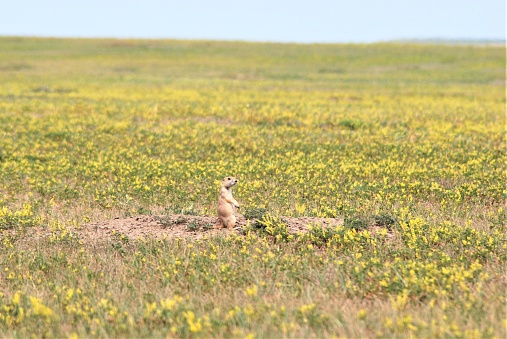 Prairie dog at its den on Saskatchewan prairie