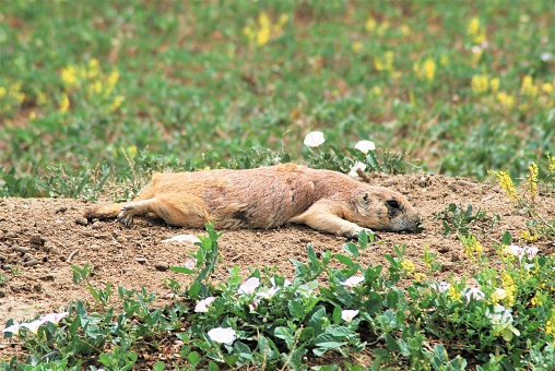 A prairie dog lies flat near its burrow in the flowery prairie in Badlands National Park, South Dakota.