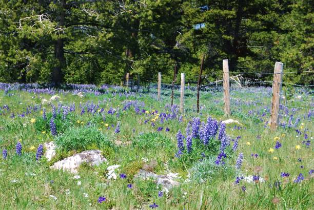 lupinas na floresta nacional bighorn - bighorn mountains - fotografias e filmes do acervo