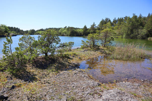Lagoon like green water lake in the forest on Baltic island Saaremaa, calm water with evergreen trees such as pines, spruces and junipers. stock photo