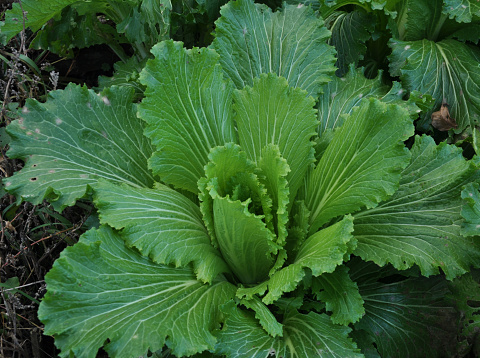 Beijing cabbage ripens in organic open soil