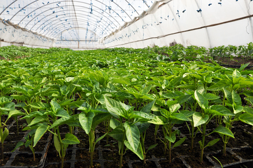 In modern polycarbonate greenhouses grow pepper seedlings