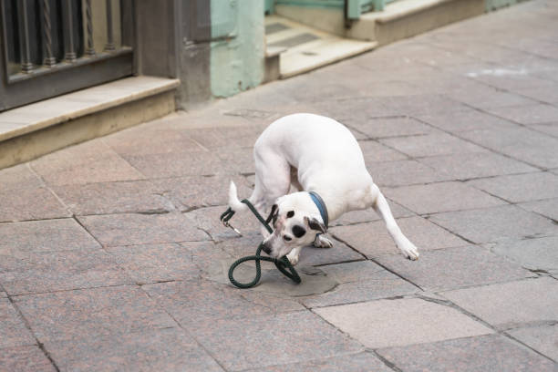 istock dog fighting with his leash 1418030366
