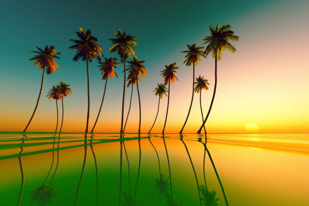 tropical sunset green - goa beach india green imagens e fotografias de stock