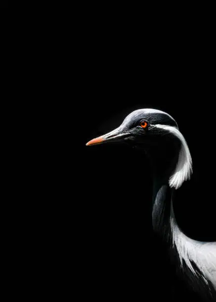 a demoiselle crane's head with a black background, minimalism