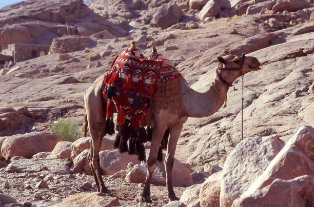 Young Arabic shepherd in traditional Kaffiyeh and Jellabiya, and his sheep on a desert among ruins background, Syria.