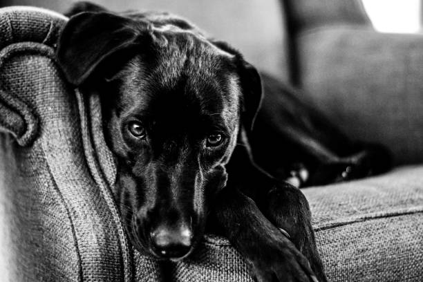 istock Grayscale shot of a black dog lying on the couch 1418032142