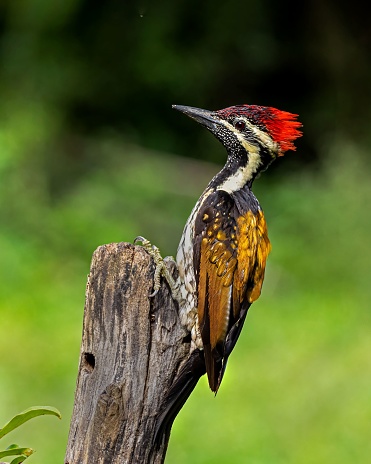 A close-up, vertical shot of a Greater flameback on an old tree trunk