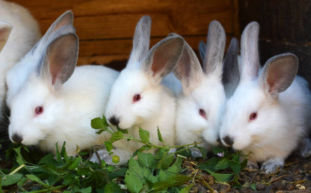 istock Californian breed rabbits 1418034096