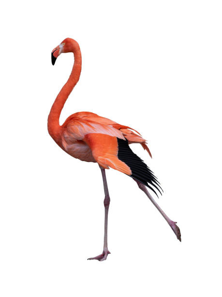 istock Pink flamingo isolated on white background 1418034118