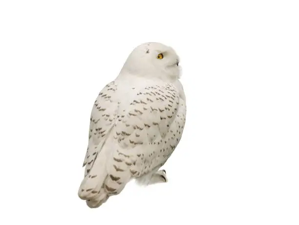 snowy owl (Nyctea scandiaca) isolated on a white background