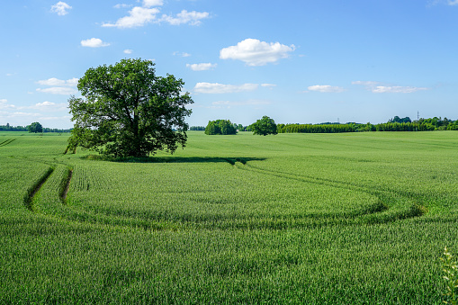 An oak tree in the middle of a wheat field and a technological path around it on the background of a blue sky with white clouds