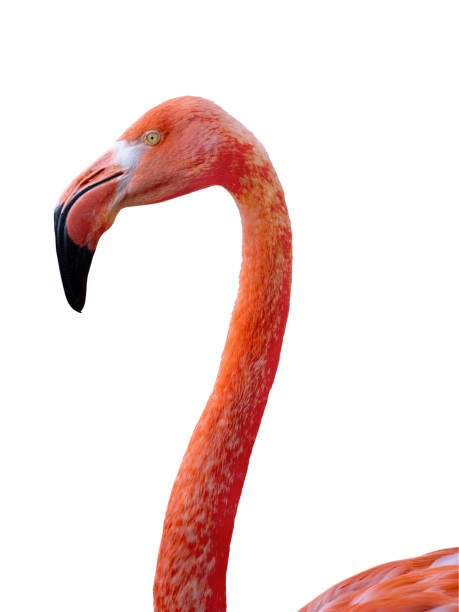 istock portrait flamingo isolated on white background 1418034193