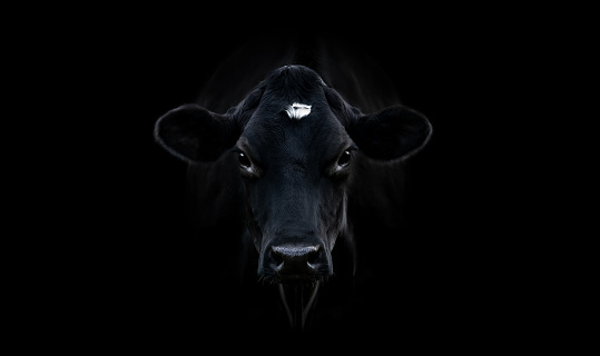 A close-up portrait of a black cow looking at the camera, centered, black background,  large picture, horizontal, copy space