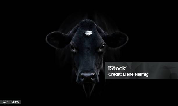 Black Cow Stock Photo - Download Image Now - Domestic Cattle, Cow, Black Background