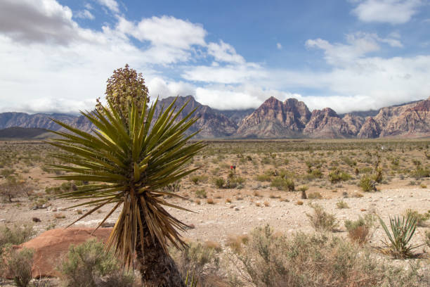 fabryka mojave yucca w red rock canyon w nevadzie - nevada desert landscape cactus zdjęcia i obrazy z banku zdjęć