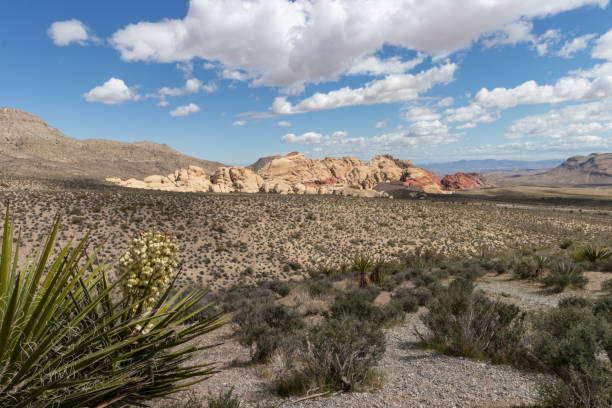 istock Mojave Desert landscape on a sunny day in springtime 1418034631