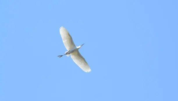 white stork fly over a blue sky