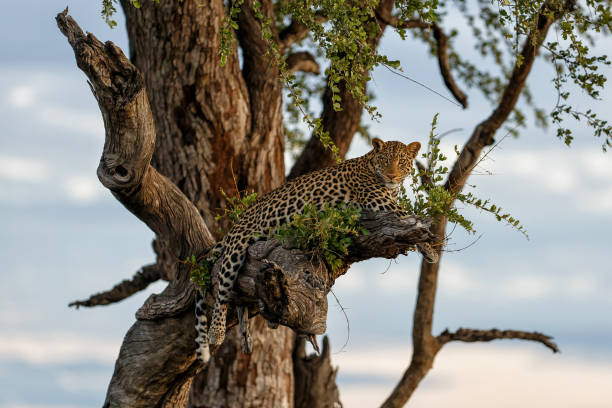 istock Leopard in a tree in Mashatu Game Reserve 1418035996