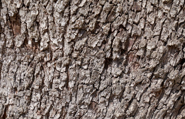 istock texture of the bark of a pear tree 1418038285