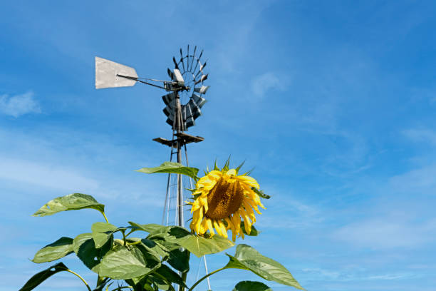Sunflower and rural windmill