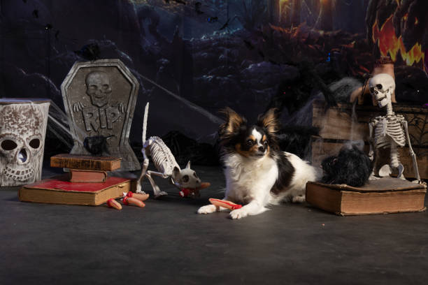 Chihuahua posing in a Halloween setting with fingers and grimoires