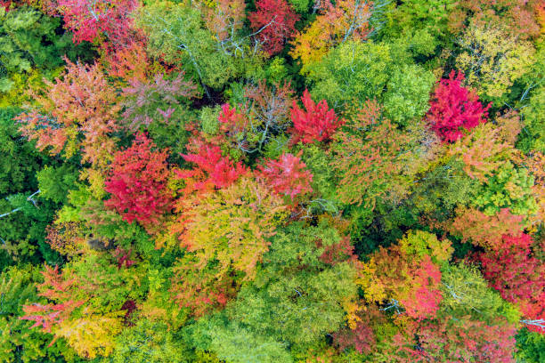 istock Aerial treetops in Vermont during  Autumn 1418040587