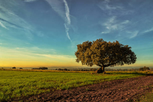 istock Lonely tree in the field at sunrise 1418043469