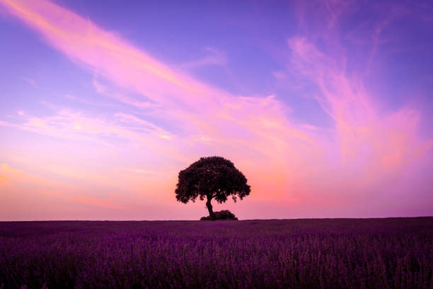istock A tree at sunset in a lavender field with a purple sky, natural landscape, Brihuega. Guadalajara 1418043473