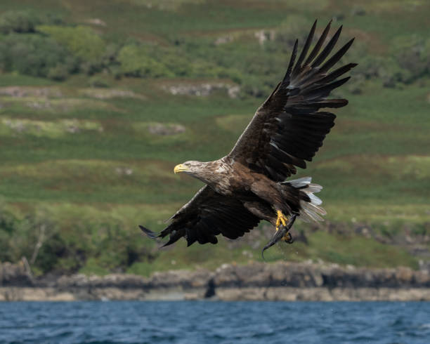 istock White Tailed Sea Eagle with Fish on Isle of Mull 1418043495