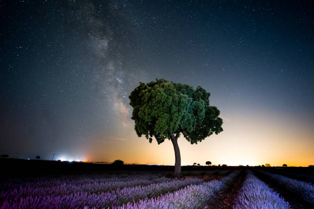 Milky way in a lavender field with a beautiful summer tree with a starry sky stock photo