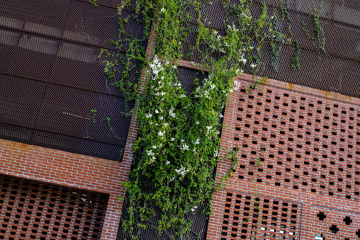 plants next to the house